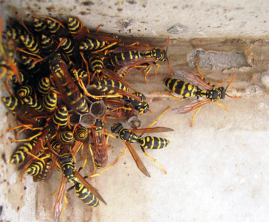 Les premiers soins correctement prodigués après une piqûre de guêpe aident à minimiser le risque de développer des conditions graves, voire mortelles.