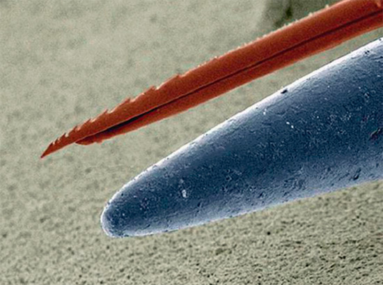 Et voici à quoi ressemble une piqûre d'abeille (par rapport à une aiguille en acier) - grâce aux encoches, elle se coince dans le corps de la victime.