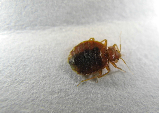 Pour se débarrasser de manière fiable des punaises de lit, il est très utile de travailler avec les voisins ensemble.