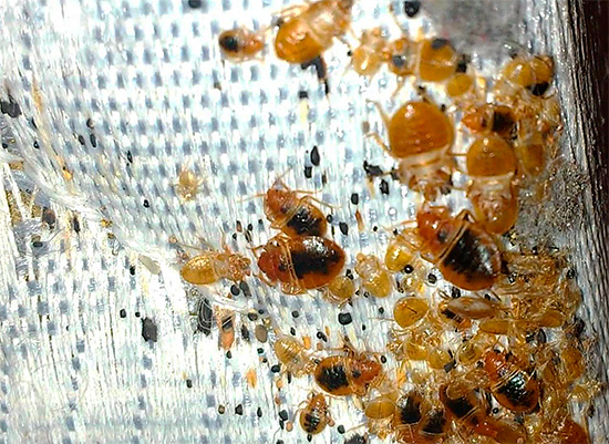 En règle générale, après le traitement de l'appartement par le SES, les bogues disparaissent des locaux pour toujours, c'est-à-dire que le service fonctionne efficacement.