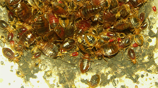 Souvent, les punaises de lit pénètrent dans la chambre par des voisins qui peuvent avoir une vraie punaise de lit dans l'appartement.
