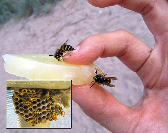 Aujourd'hui, il existe de nombreux moyens différents de se débarrasser des guêpes, puis nous examinerons les médicaments les plus efficaces et les caractéristiques de leur utilisation dans la pratique ...