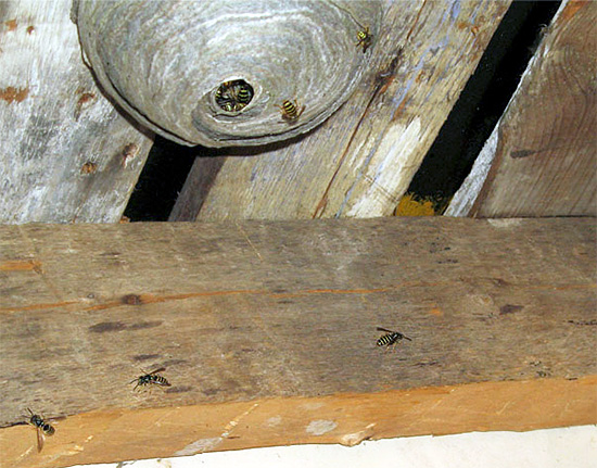 Le gel insecticide doit être traité sur les surfaces proches du nid de guêpes