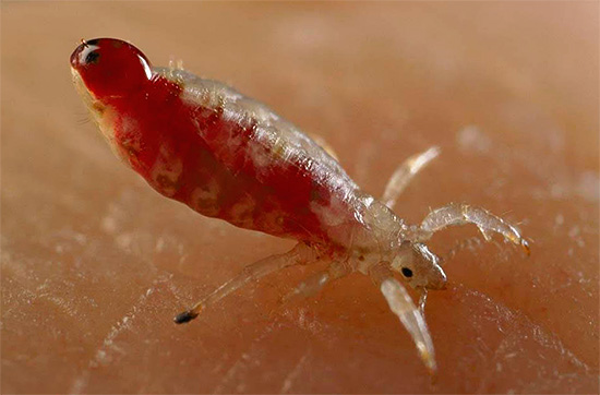 Photo d'un pou de tête trempé de sang