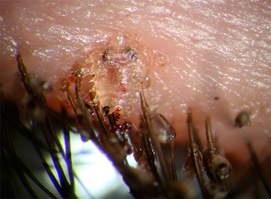 La même photo en gros plan