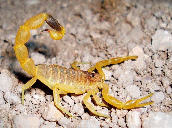 Photographie d'un scorpion jaune