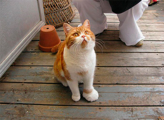 Une piqûre de guêpe chez les chats et les chiens entraîne un gonflement de la zone touchée - tout comme chez les humains.