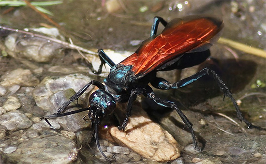 La piqûre de la guêpe routière est assez douloureuse.