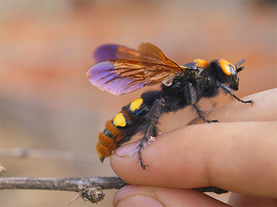 Et cette photo montre la guêpe scolie.