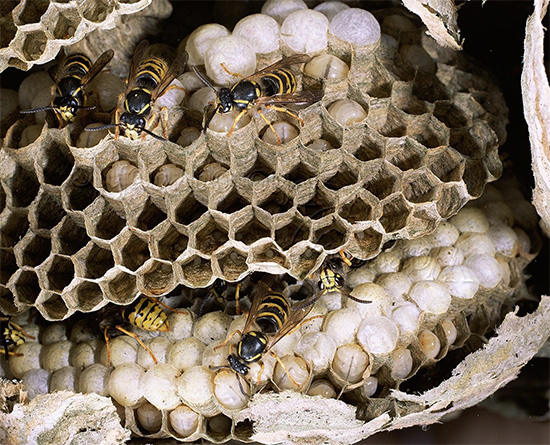 Parlons des guêpes dites sauvages - de nombreuses espèces d'insectes se cachent sous ce nom...