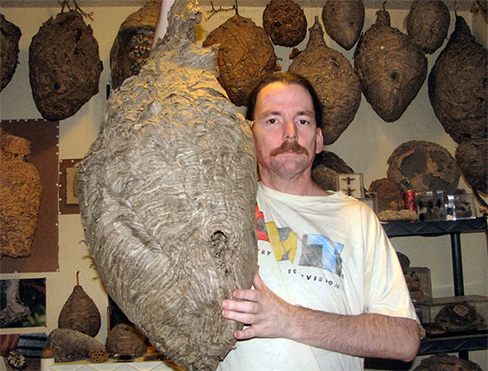 Parfois, les nids de frelons atteignent des tailles vraiment énormes...