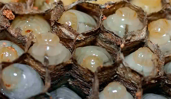 Les larves sont pratiquement immobiles, à l'exception peut-être de la tête.