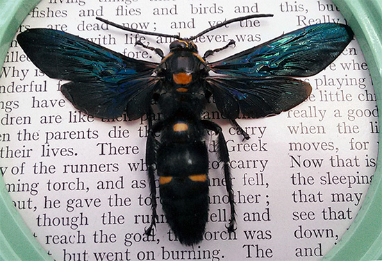 La plus grande guêpe du monde est Megascolia procer.