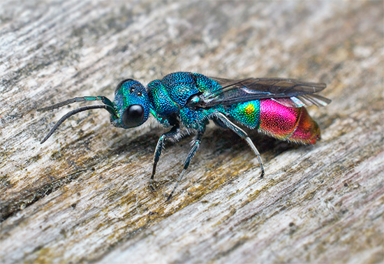 Et voici à quoi ressemble une guêpe.