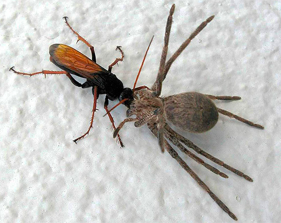 Certaines guêpes sauvages préfèrent s'attaquer aux araignées.