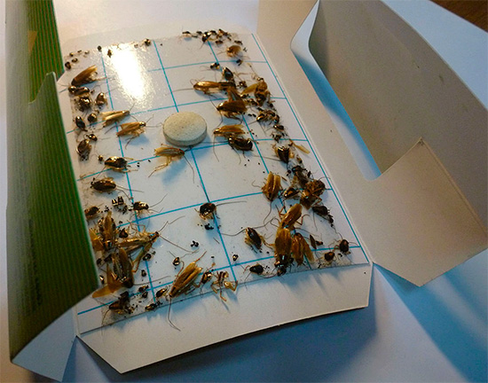 Sur la photo - un piège à colle avec des cafards pris dedans.