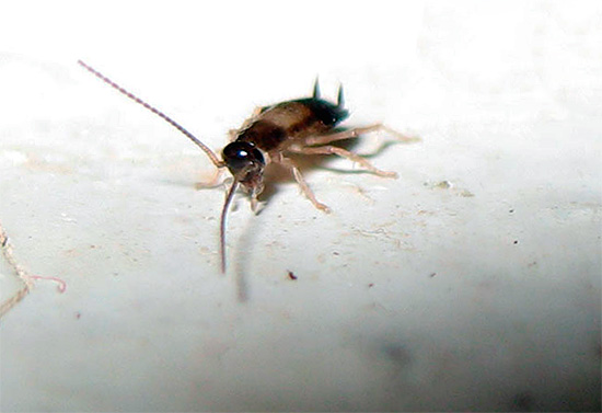 Gardez à l'esprit que les cafards peuvent réapparaître dans la pièce, surtout si vos voisins en ont - vous devez vous y préparer à l'avance et prendre des mesures préventives.