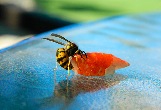 Si vous saupoudrez de poison des morceaux de viande, les guêpes les emmèneront également au nid, où elles nourriront l'utérus et les larves.