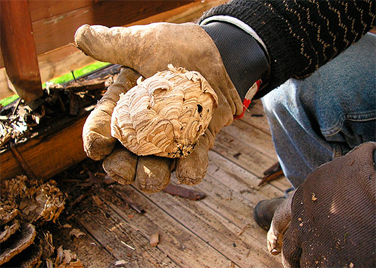 La destruction du nid de frelons doit être effectuée en tenant compte de toutes les règles de sécurité.