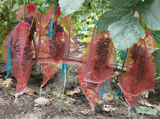 Il est nécessaire de sélectionner des sacs de protection avec une marge pour la croissance du régime.