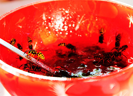 Vous pouvez tuer méthodiquement les guêpes avec des appâts empoisonnés.