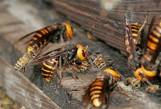 La photo montre comment plusieurs grands frelons ont attaqué une famille d'abeilles et tentent d'entrer dans la ruche.