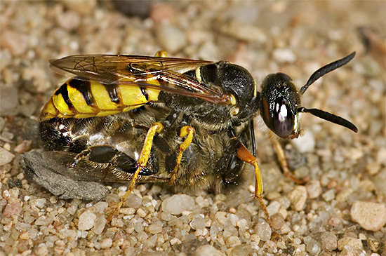 Philanthus utilise les abeilles comme nourriture pour ses larves.