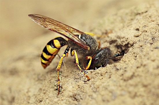 La photographie montre une femelle philanthus faisant son terrier sur une parcelle de sable.