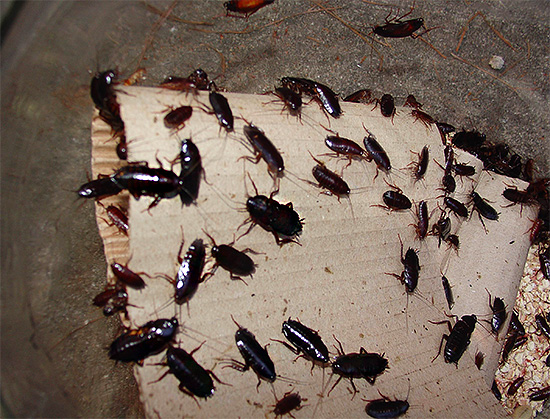 Lorsqu'il y a trop de cafards noirs dans l'appartement, la pièce acquiert souvent une odeur très désagréable.