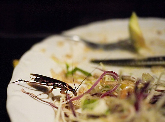 Un grand nombre de produits sont tout simplement jetés après avoir été aperçus par des cafards.