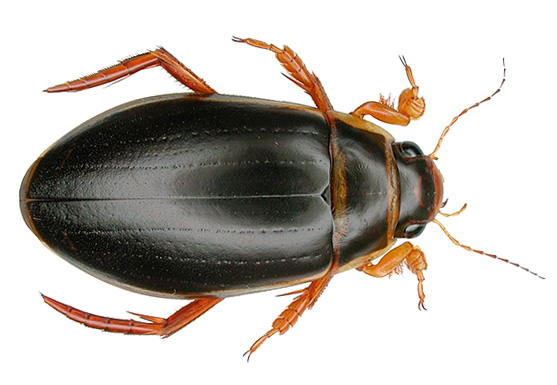 Le coléoptère nageur peut être confondu par beaucoup avec un cafard mutant de la sauvagine avec des branchies.