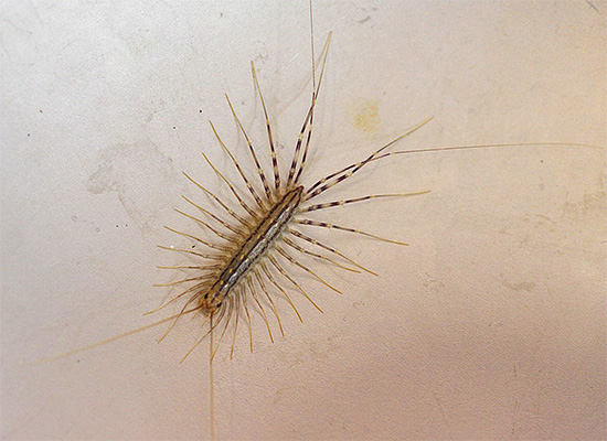 Certains considèrent le moucherolle (montré sur la photo) comme une sorte de cafard mutant.