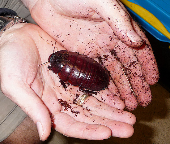 Contrairement aux blattes domestiques, qui sont des ravageurs, leurs homologues sauvages constituent une partie importante et utile des biocénoses naturelles.