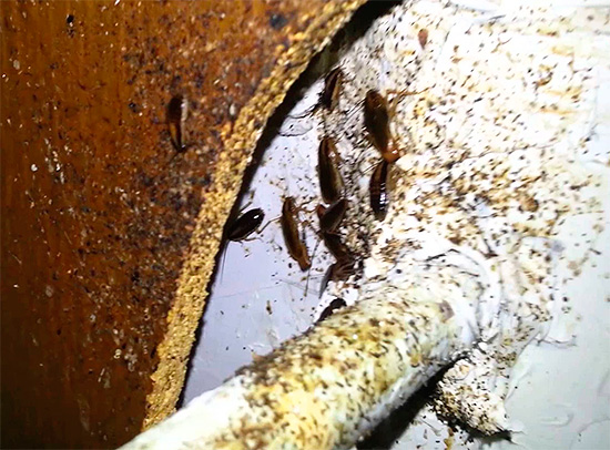 Courant dans les égouts, vide-ordures et sous-sols, les insectes entrent en contact avec une grande variété d'eaux usées...