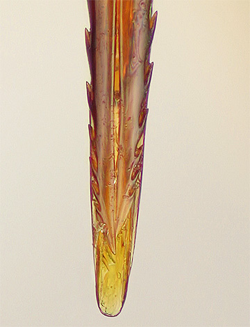 La photo montre clairement que la piqûre de l'abeille, contrairement à la guêpe, a de grandes encoches.