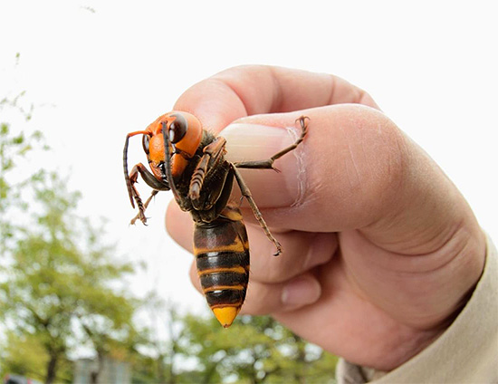 Le poison des énormes frelons asiatiques est très allergène (photo).
