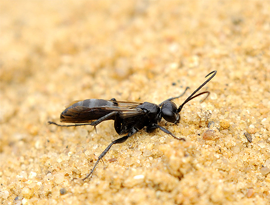 Mais les piqûres de guêpes routières sont très douloureuses.