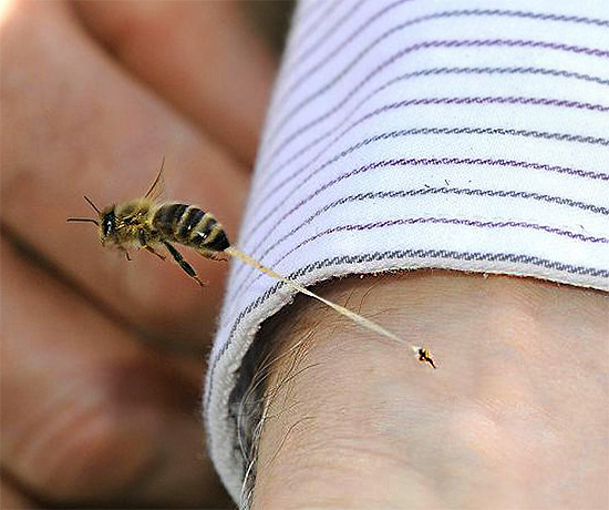 La piqûre d'abeille reste généralement dans la peau de la victime, rompant avec une partie des organes internes de l'insecte.