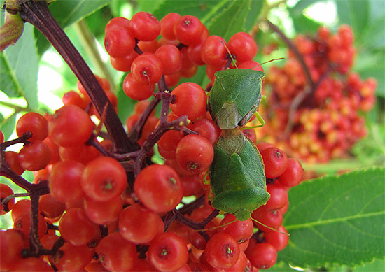 Souvent, les représentants des punaises sont familièrement appelés punaises de jardin - nous en parlerons plus en détail plus tard ...