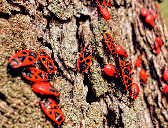 Bugs rouges communs (bugs-soldats) sur l'écorce d'un arbre.