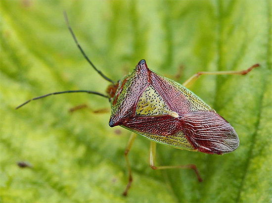 Insecte de jardin sur une feuille de chou.