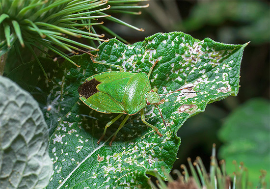 Le bouclier vert forestier est capable d'endommager les plantes cultivées.