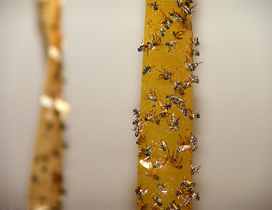 Dans les restaurants et les cafés, l'utilisation de rubans adhésifs contre les insectes est peu pratique en raison de son inesthétique.