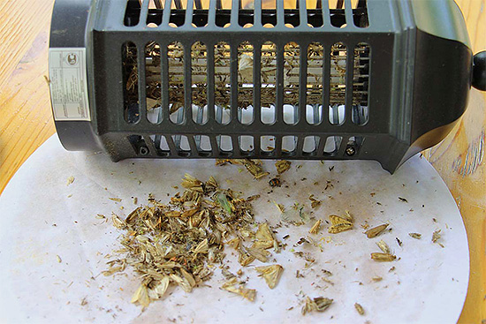 La photographie montre les restes d'insectes détruits par la lampe.