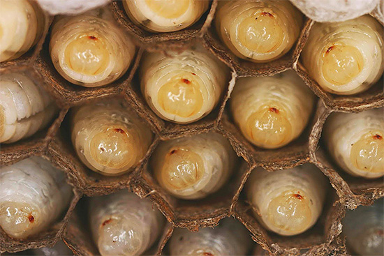 Nous nous familiarisons avec les bébés de guêpes - leurs larves, qui ont leur propre cycle de vie unique et très intéressant ...