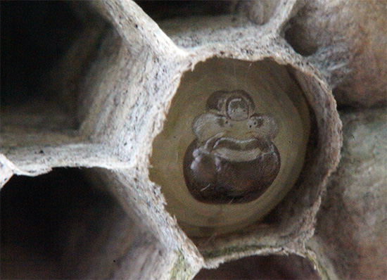 Voici à quoi ressemble une larve de guêpe à un stade avancé de son développement - il lui suffit de ne bouger que la tête en mangeant.