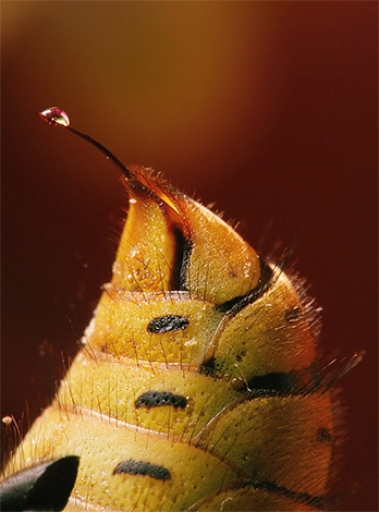 Dans des études expérimentales, le venin de guêpe est utilisé comme remède contre les cellules cancéreuses.