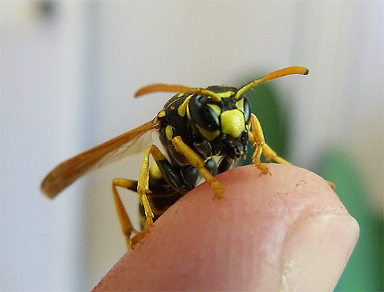 Habituellement, les piqûres de guêpes se font sans conséquences graves pour la personne touchée, mais ce n'est pas toujours le cas...