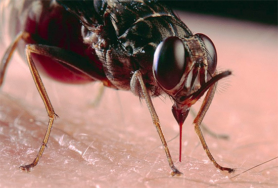 Avant de traiter les conséquences des piqûres d'insectes, il est très important de déterminer d'abord qui a réellement mordu, car les moyens et les méthodes d'assistance dans différents cas peuvent varier considérablement.