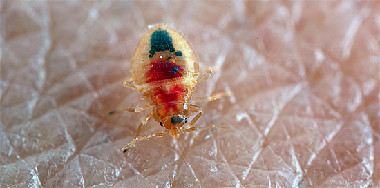 La photo montre une larve de punaise de lit en train de sucer du sang.